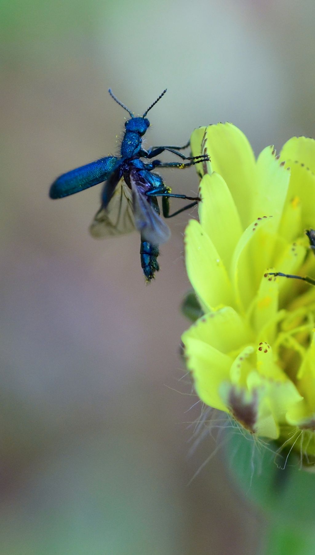 Dasytidae:Dasytes caeruleus?   No, Psilothrix viridicoerulea